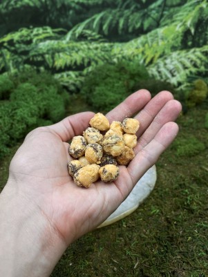 Фундук с дурианом сорта Монтонг, 150 г