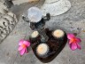 Подсвечник Алтарный "Лапа Дракона", ручная работа, серебро, с хрустальным шаром, дерево Соно.