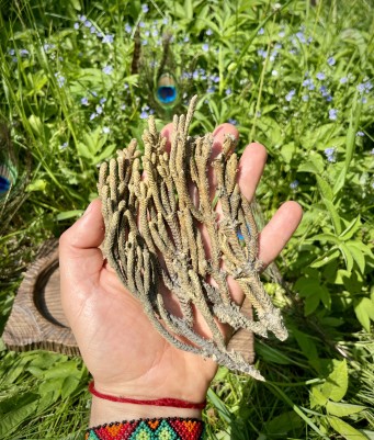 Palma Dulce - веточки