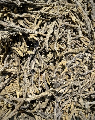 Palma Dulce - веточки